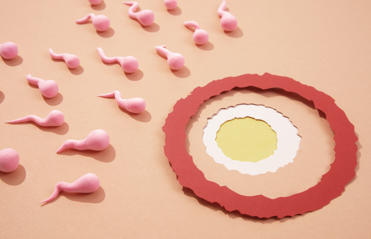 masa ovulasi, tanda ovulasi, menghitung masa subur, promil, program hamil, Bunda, si Kecil